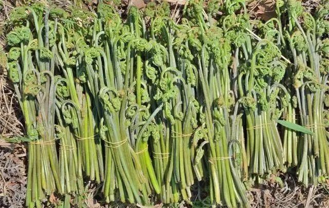 6种蔬菜，也许含有细菌和寄生虫，趁早撤离饭桌！你是否也爱吃？