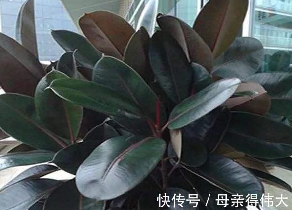 把3种花摆客厅,一个月浇1次水都没问题,最适合懒人养