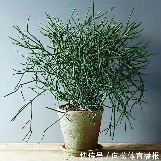 十种“大毒花”，家里经常养，越漂亮毒性越大，避开为好