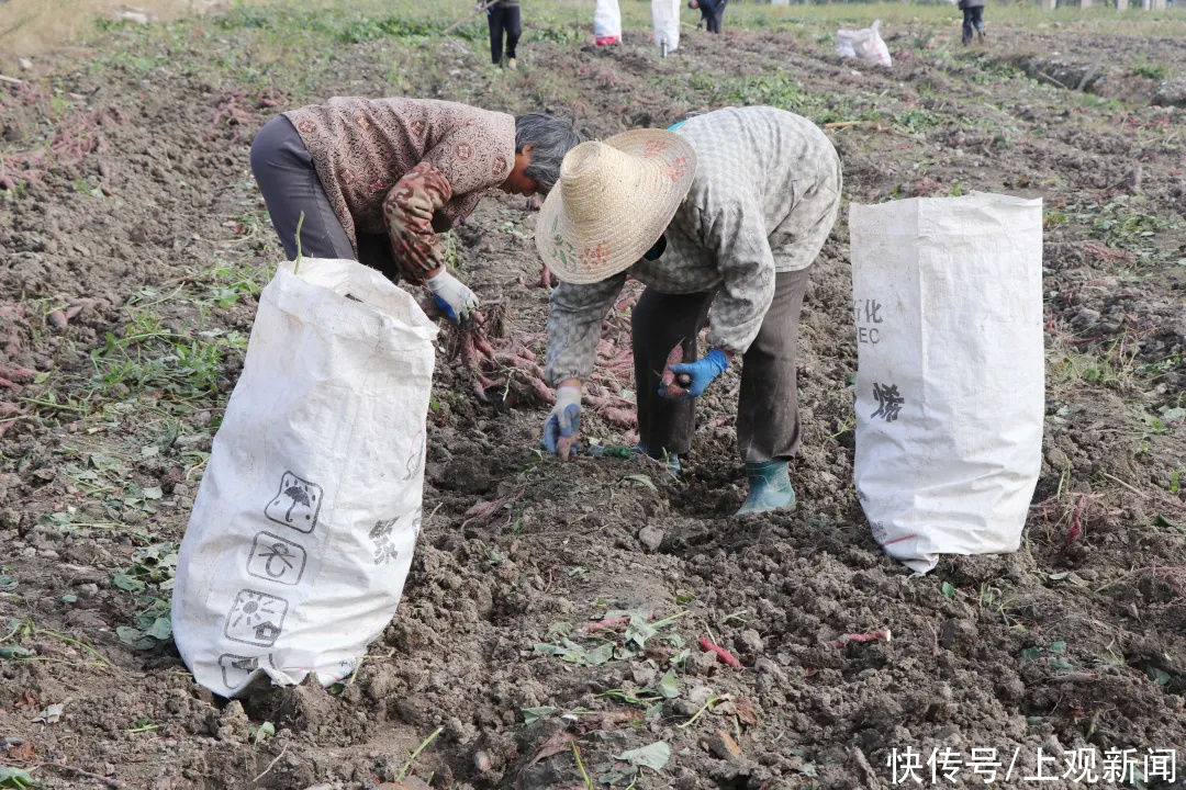  金山|金山人，这个冬天，冰淇淋与烤红薯可兼得