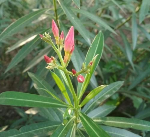 马蹄莲|4种有毒花,碰了麻烦大,再喜欢也别养,扔都不来及