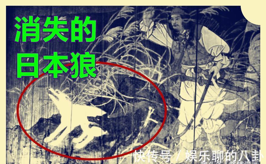 大和|海贼王1020话,尾田确认大和是上古狼神,卡里布暗中观察路飞