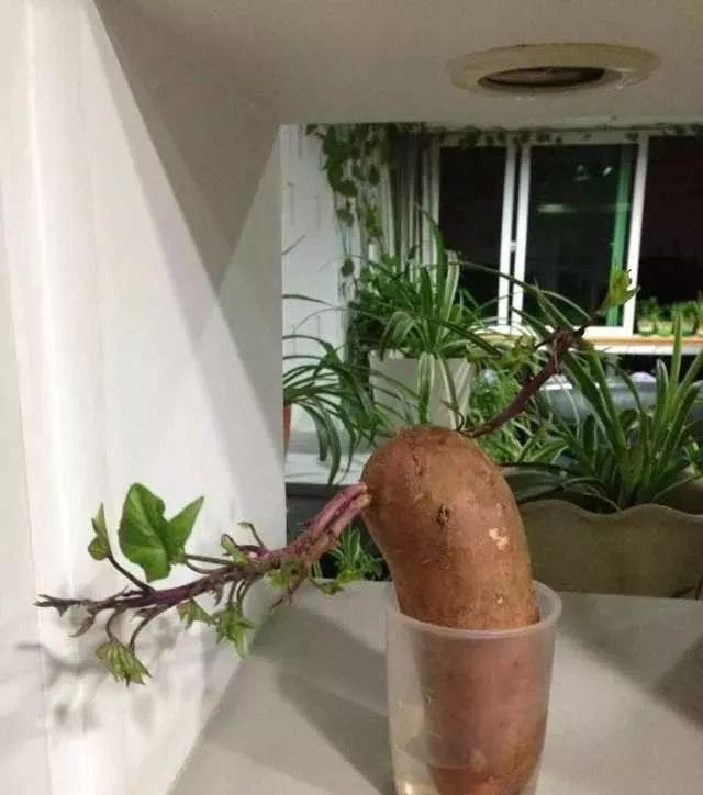 家里的有些东西,扔水里就是一盆郁郁葱葱小盆栽