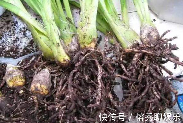 花盆|给花草换盆怕入坑掌握6处正确做法,再不用烦恼伤亡问题
