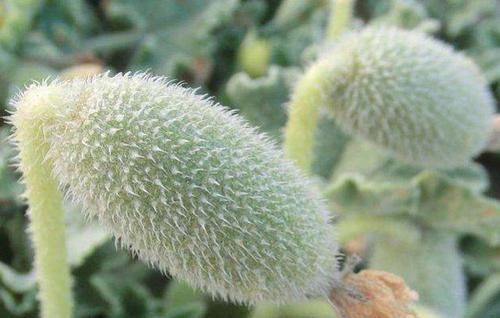 野瓜|在乡下,遇到这种“野瓜”,要离远一点,可不要好奇,沾上一身病