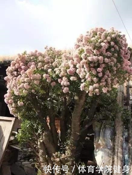 3种“便宜花”这样养一养，一年变“老桩”，开花千朵还“镇宅”！