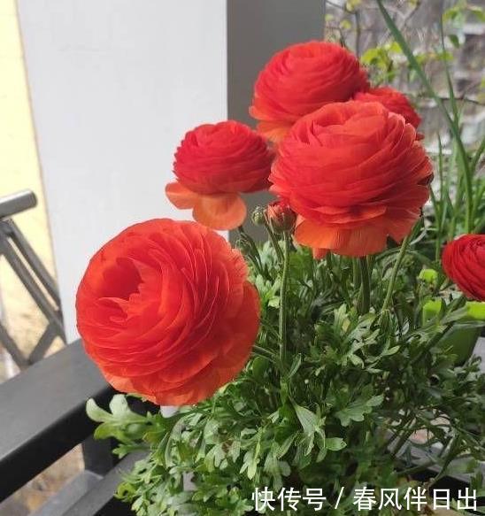 石硫合剂可以二次清园吗?石硫合剂的使用注意事项