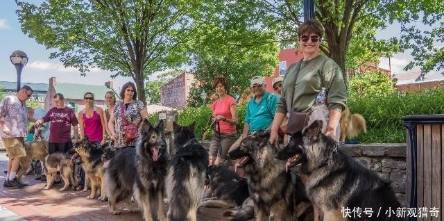 阿拉斯加犬名字霸气