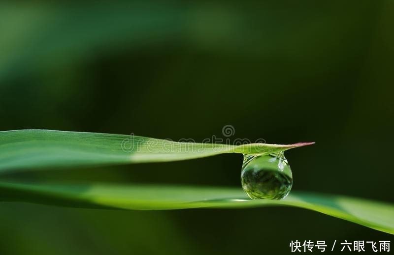 竹叶|一曲清商,故园几度,竹摇清影罩幽窗,两两时禽噪夕阳