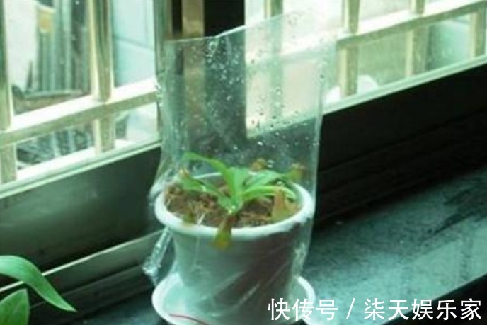 买东西的时候,塑料袋子不要扔掉,套在花盆上面,花朵叶子长更好