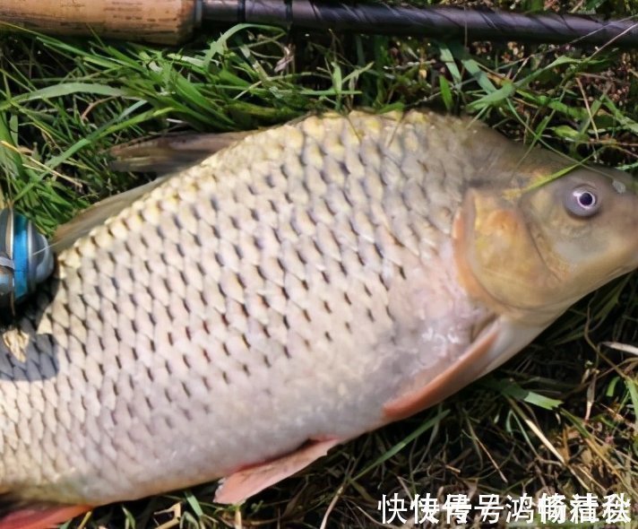 钓鲤鱼的四个诀窍与自制鲤鱼饵的方法，效果非常显著