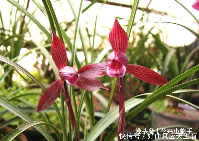 提醒大家见到此兰花,别犹豫,因为它能香整条街,非常好养易活