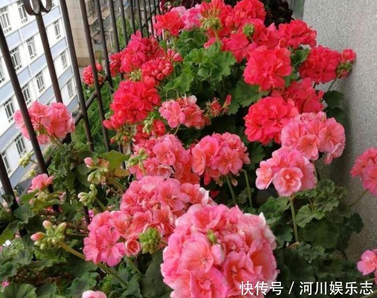 4种便宜花,别小看,开花漂亮花期长,好养又漂亮