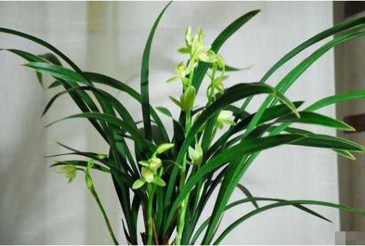 养兰花是“大坑”这3种养护秘籍学会了,还愁兰花不爆盆