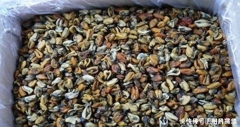 补虚|找了好久,总算找到了一种补五脏的食物,补虚养肾赛过五味子