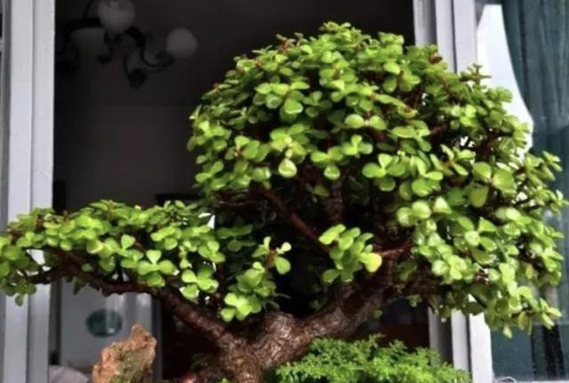 夏季养不好绿萝，不如养“2种树”，平时只浇水，长成盆景，美！