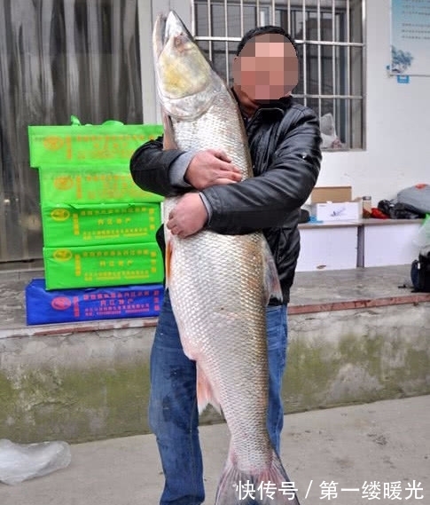 路亚|此鱼的力气比牛还大,常常被人们称之为“水中的鱼霸”