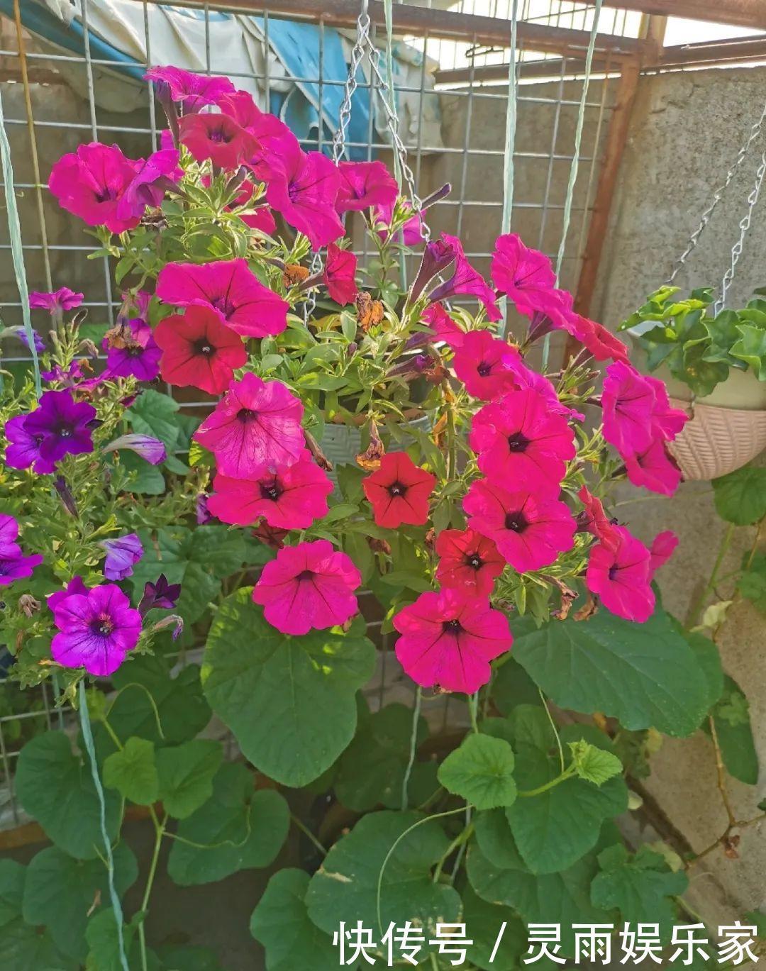 70岁老妈,一天也闲不住,院子里种满了花!