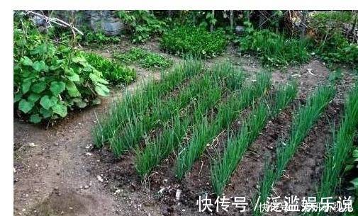 得根壮叶绿|以下东西放在花盆里,个个长得根壮叶绿爆满盆,一年不用施肥啦