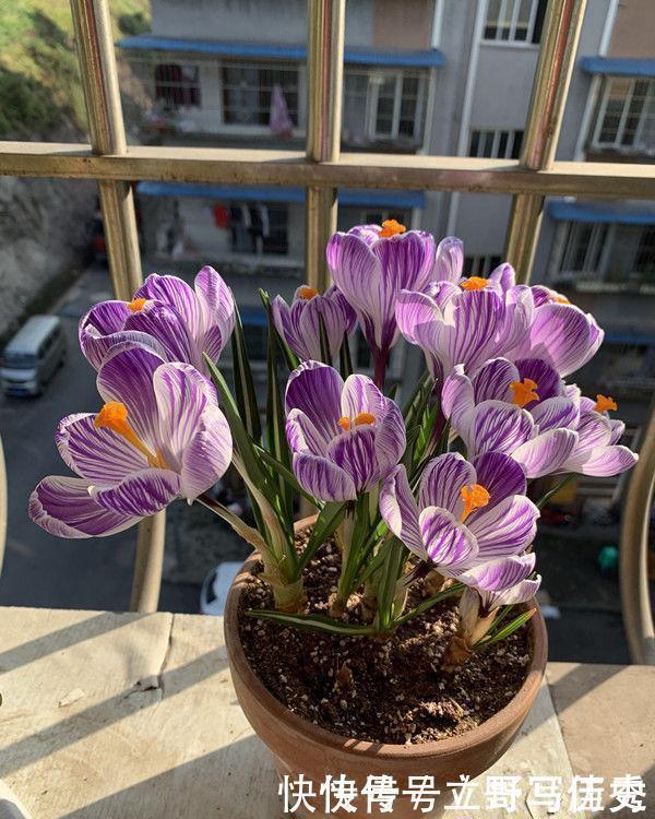 吊钟海棠|生命力超顽强的花卉,好养易活,旺财又养人,寓意也是超好的