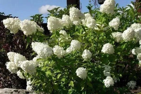 地区|几种很耐热耐晒的开花植物,寒冷地区可露地栽种,花量多,花期长