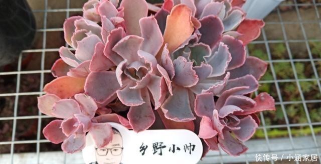 漂亮|养多肉选花盆很关键,注意这几点,多肉上盆美美哒