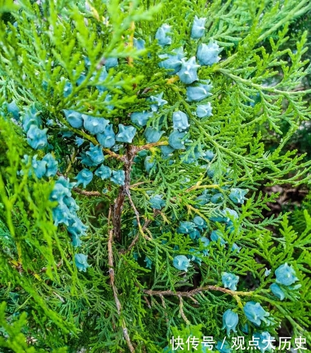 球花|旅行识花，它开花像花又似果，墓地陵园最多却少有人见过它