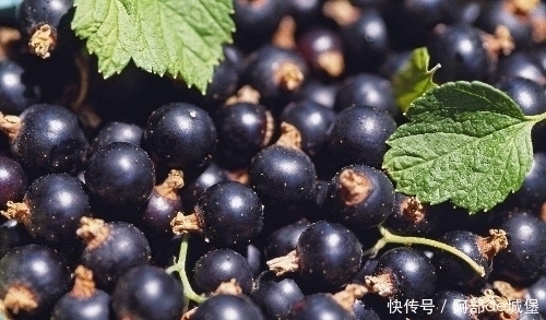 冬天到了,不妨多吃此果,气血好了,肝脏也好了,眼睛更明亮