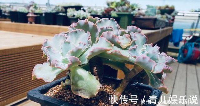 意境|10款意境深远的蓝色系多肉！养成老桩美呆了！越养越爱！