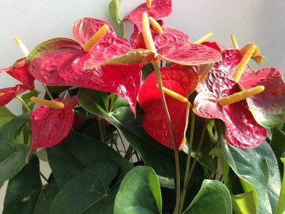 喜欢在家中养护花卉，就选择3种花色艳丽，花期长，妖娆漂亮的花