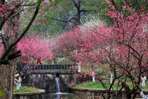 世外桃源|湖南省植物园樱花、梅花竞相绽放 新春赏花正当时