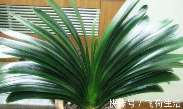 君子兰最喜欢“2种液体”,一月浇1次,一年能长8片叶,好用!