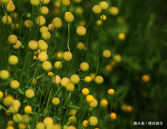 此花小巧玲珑,金黄色的花朵色泽鲜艳夺目,且花开不败灿烂永恒
