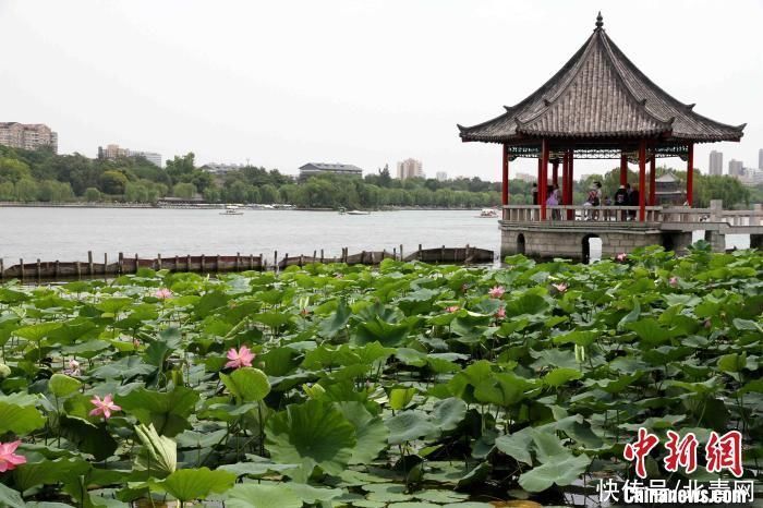 景区|大明湖“网红”并蒂莲莲蓬被偷 景区：已报警