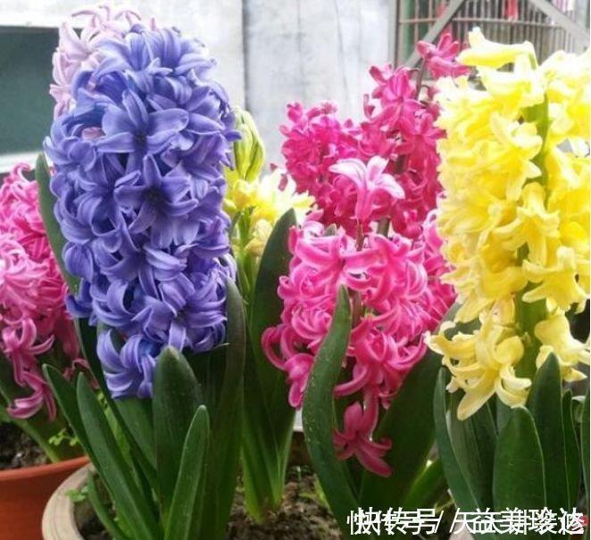 种花|4种花是“开花小能手”,三五天浇次水,其他都不用管
