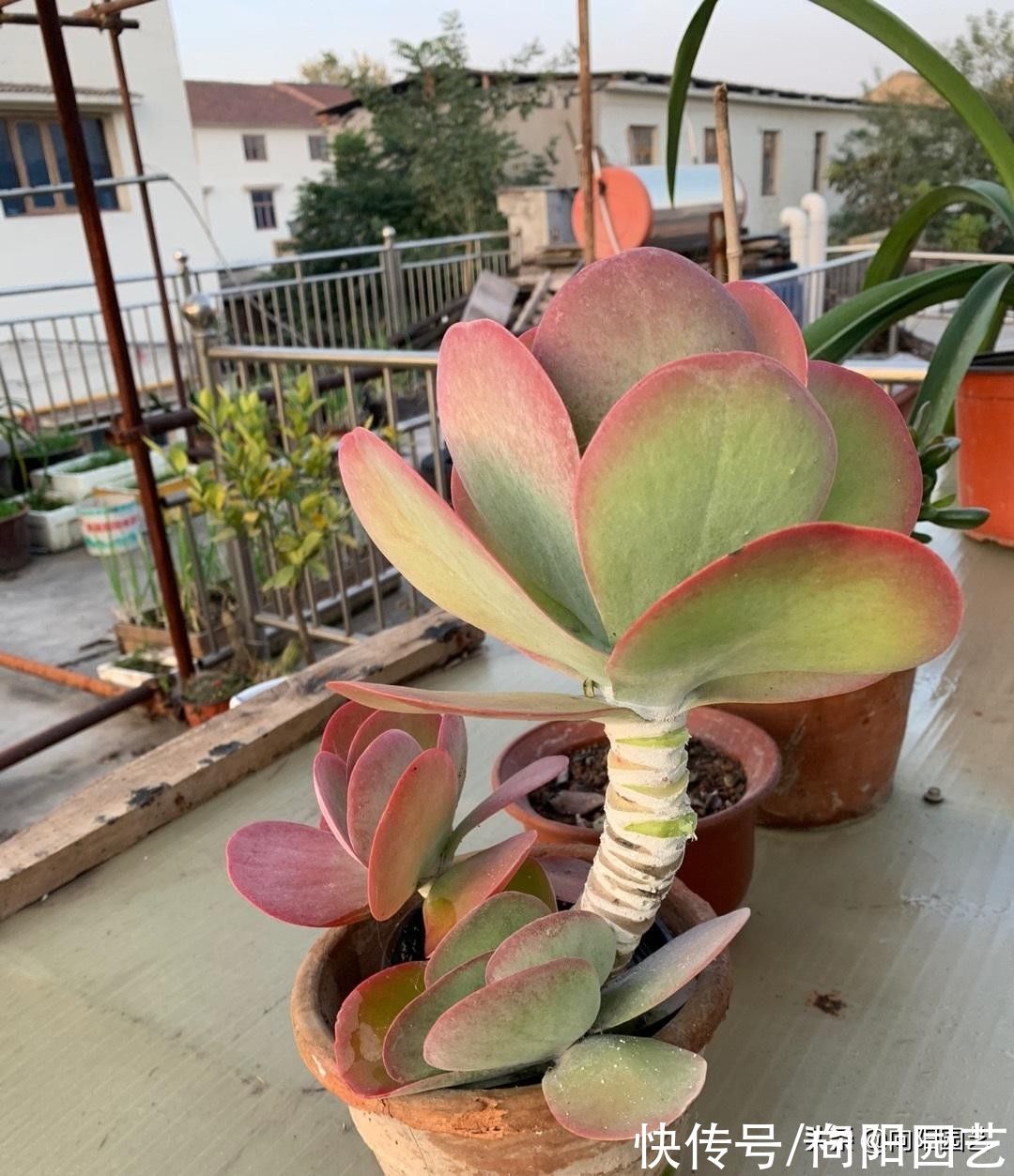 多肉唐印，放在室外冻一冻，叶子更大，更透红，不信你就试试