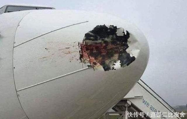 飞机在高中飞行时撞到鸟，后果会怎么样？看完出一身冷汗