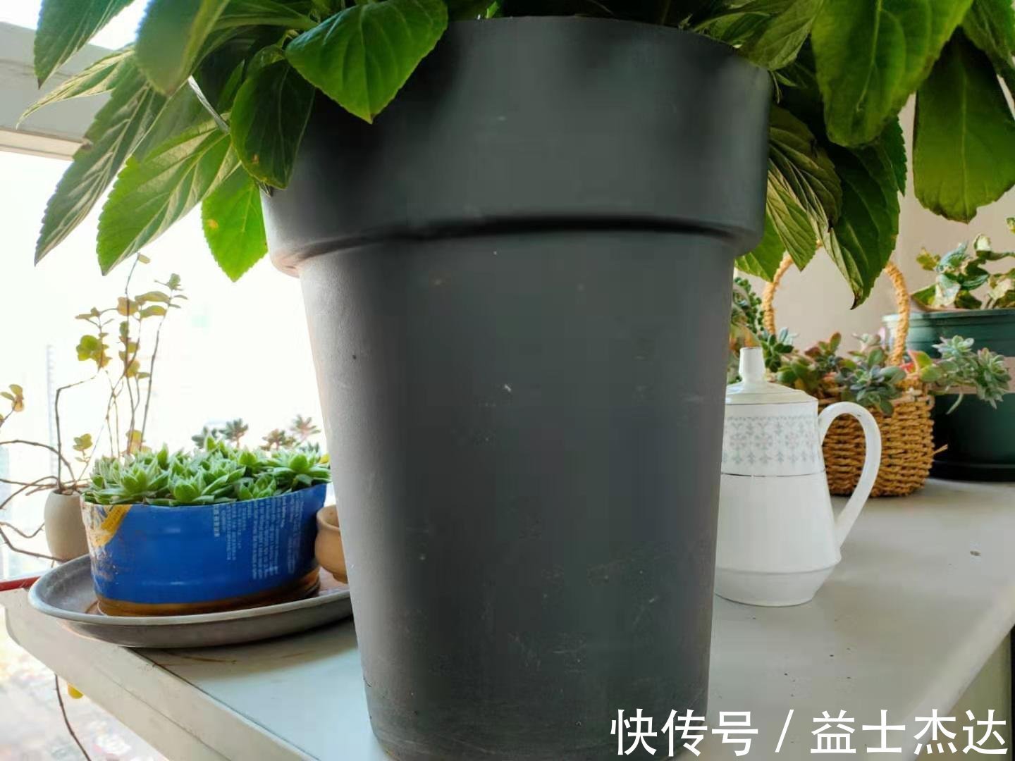 养分|花盆底垫什么好？推荐一些实用的东西，既透水又保肥