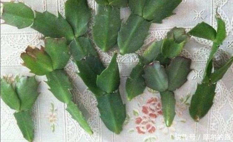 蟹爪兰|秋天扦插5种花,插穗能更快生根,不会出现黑腐,轻松爆满盆