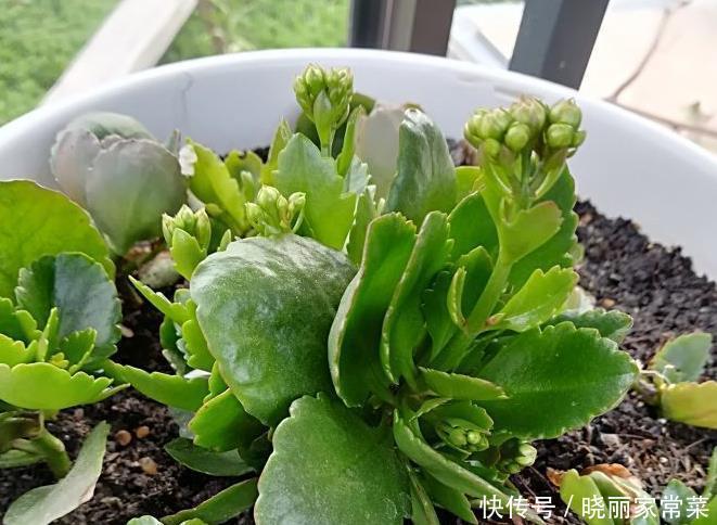 给长寿花“吃点肥料”,春节花苞特别多,大苗小苗肥肥壮壮