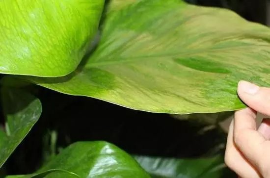 大叶绿萝叶子发黄怎么办，4个解决办法让大叶绿萝长的郁郁葱葱！