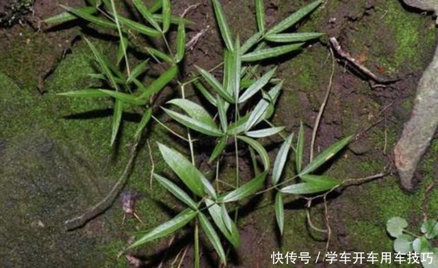 有芳香味的“野草”,被称为“隔山香”,山脚下有不少,珍贵!