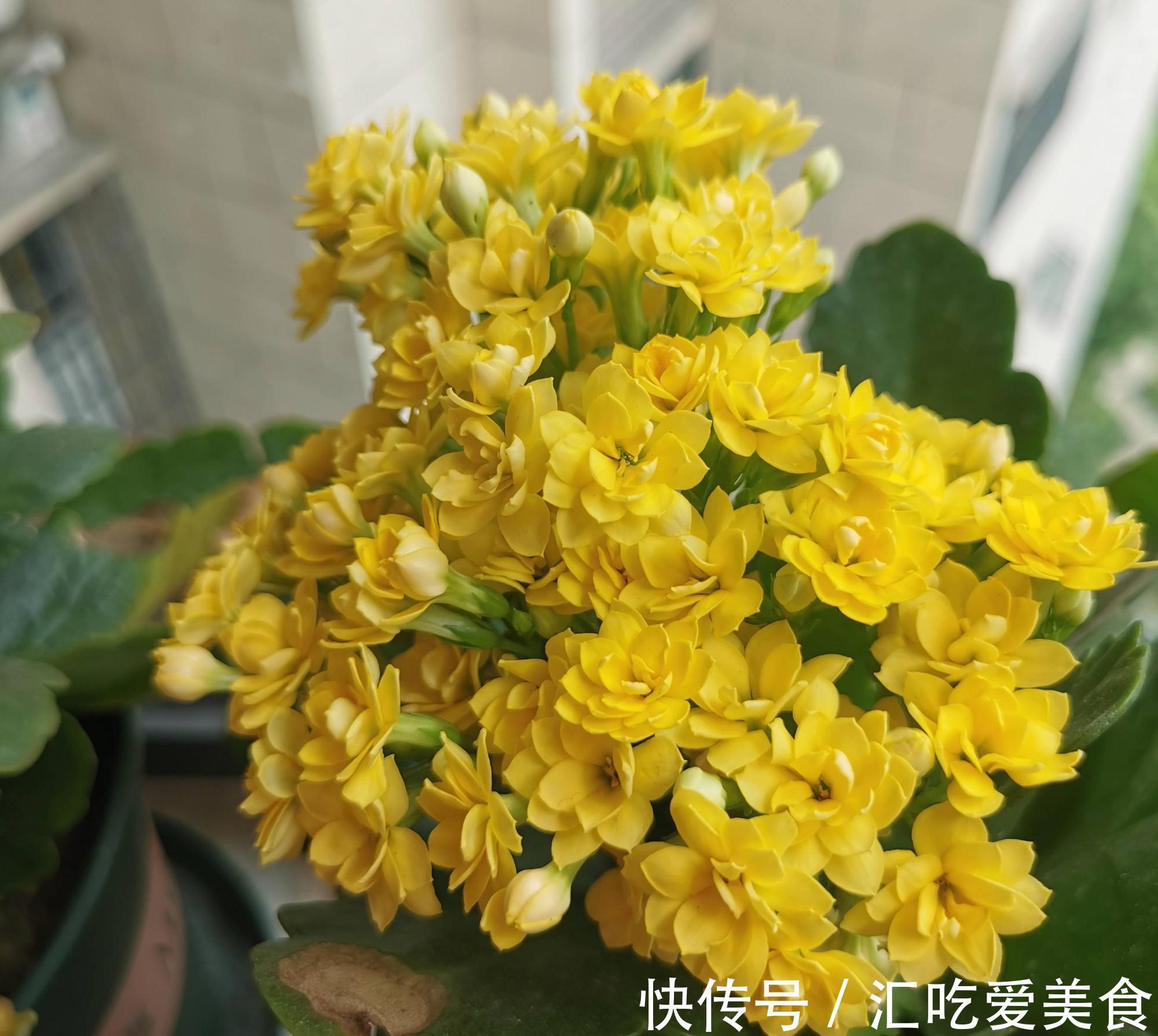 适合新手养的2种盆栽，挺拔秀丽花色美，容易养活很优良