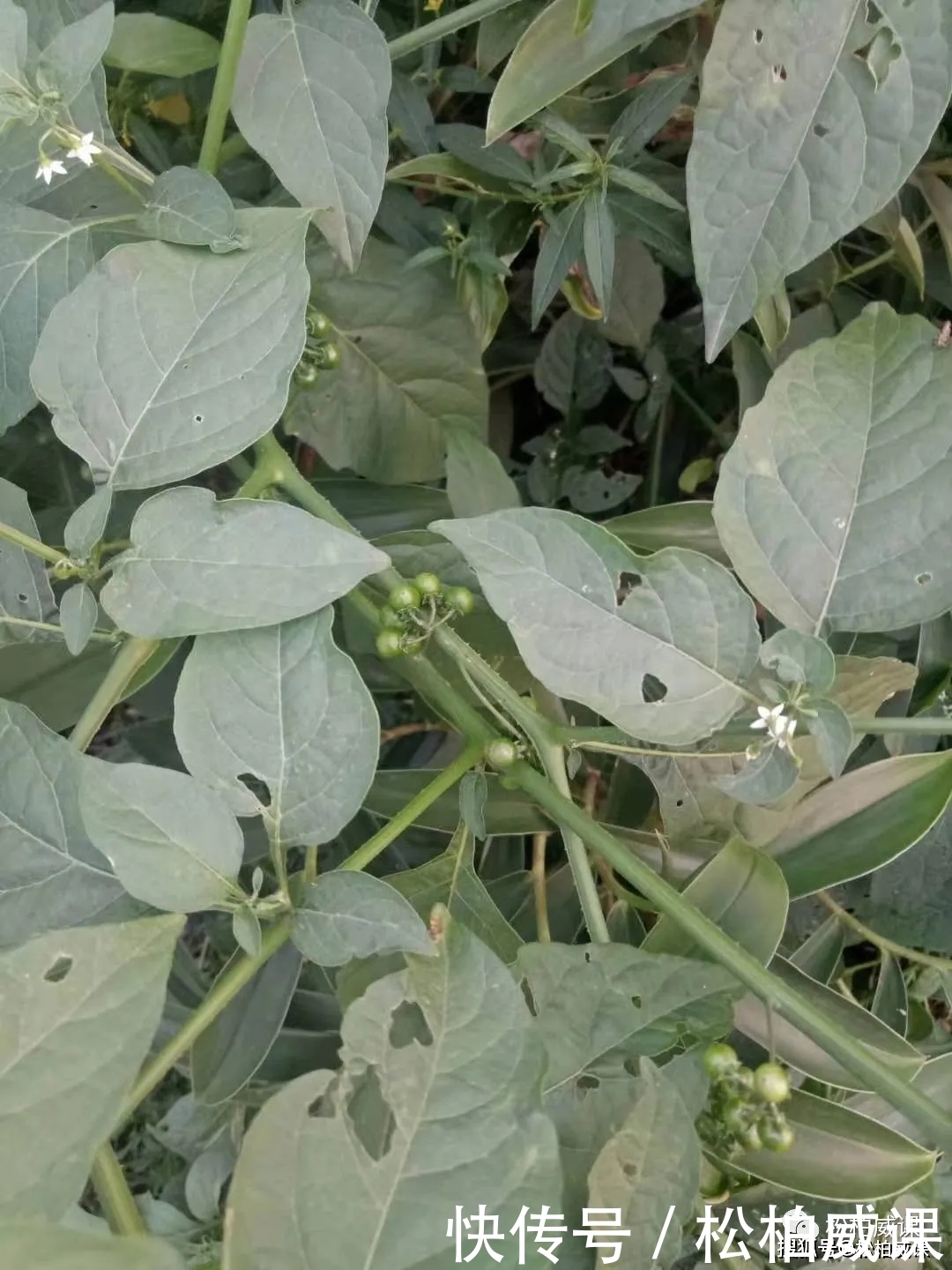 鲜美|认识一下龙葵，不仅味道鲜美而且药用价值非常高的野菜