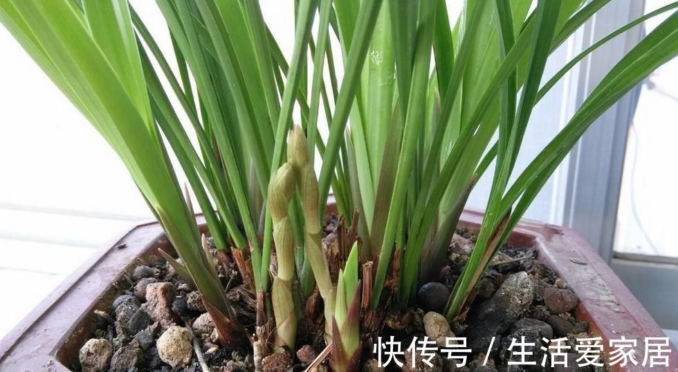 因素|哪些因素会导致兰花盆栽烂根？