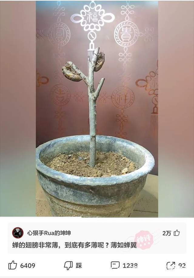 |神评段子合集：看高情商如何回复