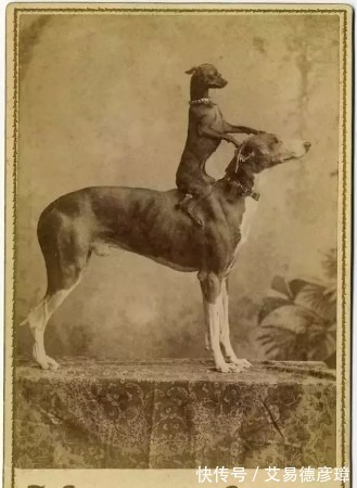 照片|28张你不会在课本里看到的精彩珍贵历史照片