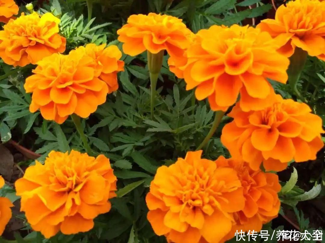 夏天|热不死的花，温度高也不休眠，超级适合夏天