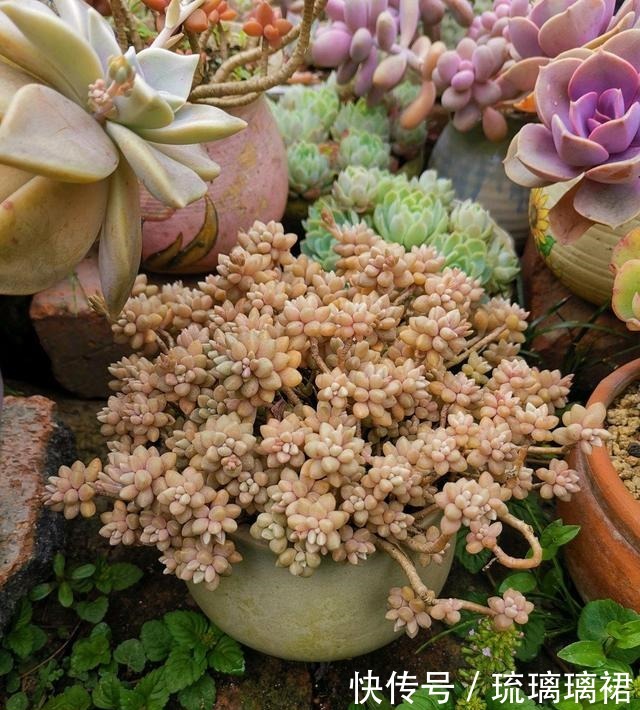 养多肉,就是要“贱”养,长得不会差,状态非常好,颜色鲜美!