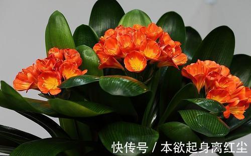 什么淘米水、黄豆水都不如2种肥,啥花都喜欢,养啥都爆盆!